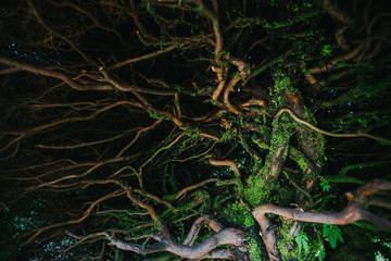 Closeup of roots. Nature background. 