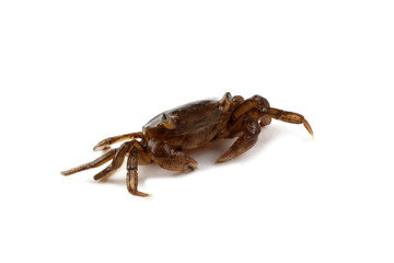 Little crab isolated on white