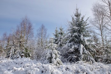 Winter
