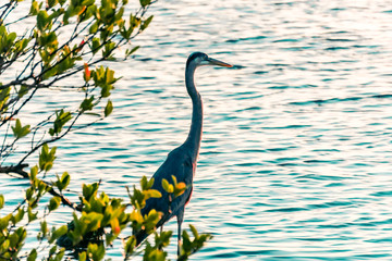great blue heron in the lake