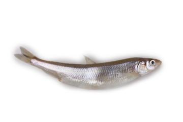 Smelt fish isolated on white