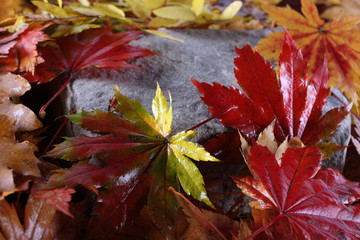 Naklejka na ściany i meble Autumn leaves in forest