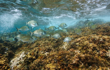 Mediterranean sea fish underwater, shoal of sargo seabream (Diplodus sargus) with rock near water surface, France