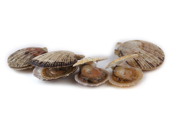Scallops on white background