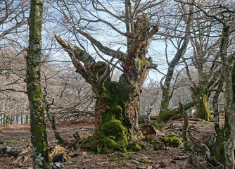 Old dead tree trunk in the forest looks like a mystical face, natural scene, France, Massif des Alberes, Pyrenees Orientales, Occitanie