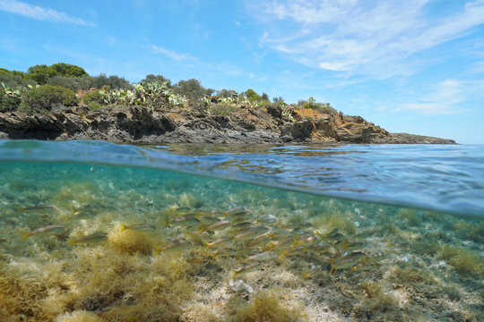 Mediterranean sea rocky shore with a school of striped red mullet fish underwater, split view over and under water surface, Spain, Costa Brava, Cap de Creus, Catalonia
