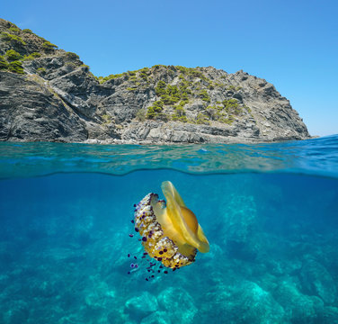 Seascape rocky coast with a mediterranean jellyfish underwater, split view over and under sea surface, Spain, Costa Brava, Colera, Catalonia