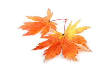 Autumn maple leaves