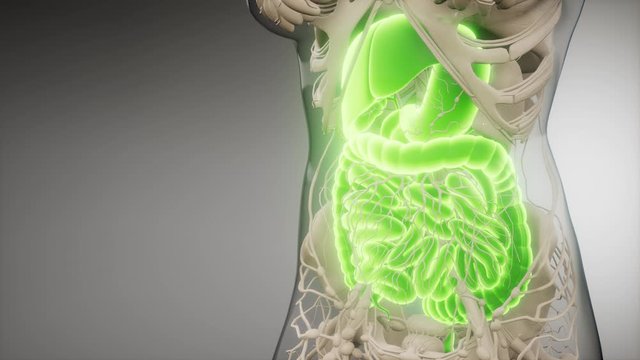3d illustration of human digestive system parts and functions