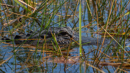 A hidden Alligator in Everglades in Florida