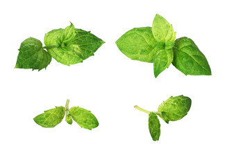 mint leaf isolated on a white background © fedor_13