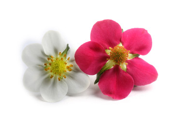 Fototapeta na wymiar Stawberry white and unusual pink flowers