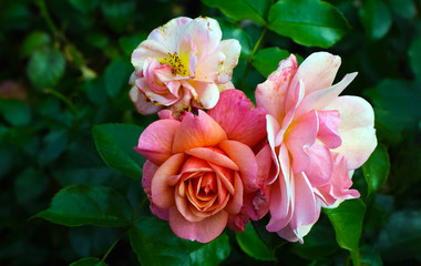 bouquet of pink roses