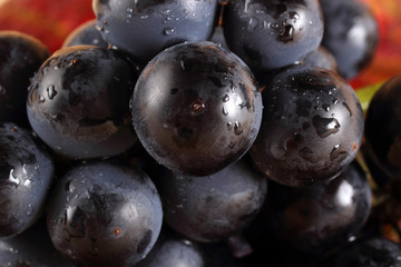 Black wine grape on autumn leaf