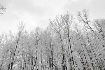 Snowy Trees and Sky