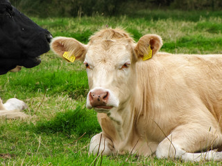 Light Brown Cow Lying in a Pasture, Yellow Ear Tags