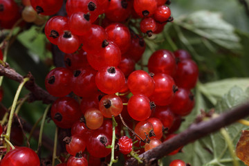 Growing red currant