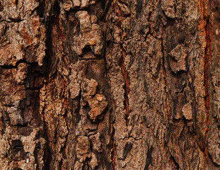 Background of the textured tree trunk