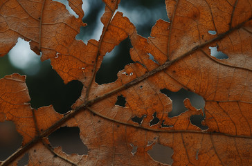 ฺBackground of dry leaves that are torn because of pests
