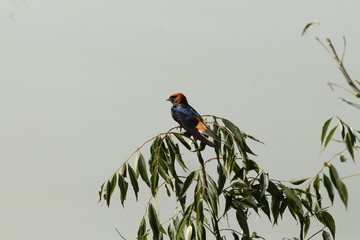 Lesser striped Swallow in Tanzania
