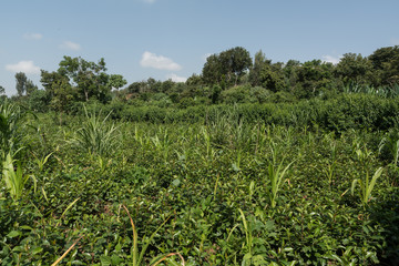 Fototapeta na wymiar Lush vegetation of southern Ethiopia