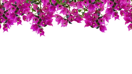 Fototapeten Seamless floral frame, mockup. Beautiful flowering bougainvillia tree twigs with bright pink flowers isolated on white background. © katiko2016