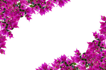 Floral mockup. Beautiful bougainvillia flowers isolated on white background. Space for your text. Top view. Flat lay. - 327006111