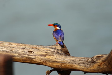 A malachite Kingfisher in Tanzania