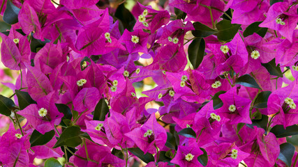 Beautiful floral background. Bright bougainvillea flowers on a twigs with green leaves. Close up photo. - 327006162