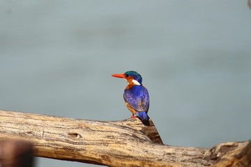A malachite Kingfisher in Tanzania