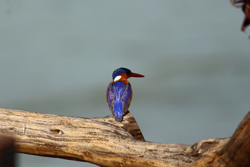 A malachite Kingfisher in Tanzania
