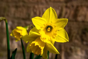 Foto op Canvas Yellow easter narcissus flower © kristof Leffelaer
