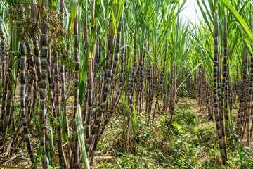 Fototapeta premium Sugarcane