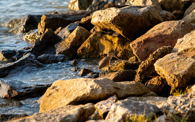 Javan Pond-Heron, who were looking for food in the sea in the evening, Thailand