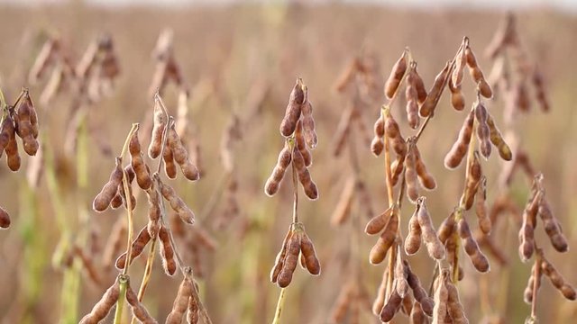 Agriculture, beautiful image of soy in the field before harvesting the smooth side movement with swaying of the wind, detail in the soybean pods, ripe soybeans for harvest.