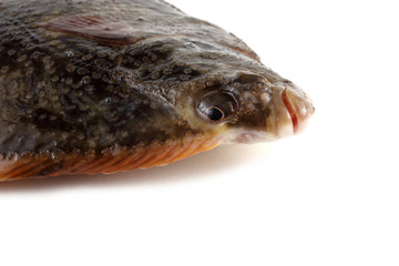 Fototapeta premium Starry flounder (long-nosed flounder, grindstone, emerywheel)