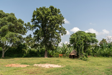 Tukul in a village Ethiopia