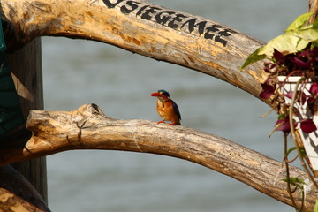 A malachite Kingfisher in Tanzania