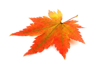 Autumn maple leaf