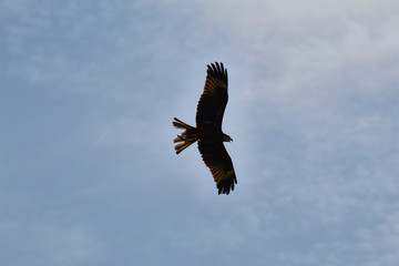Fly