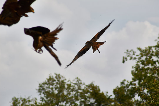 「Charognard」の画像 2,490 件の Stock 写真、ベクターおよびビデオ Adobe Stock