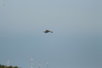 A pied Kingfisher in Tanzania