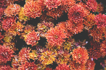 Fototapeta na wymiar Chrysanthemum flowers as a beautiful autumn background. Fall theme concept backdrop