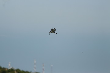 A pied Kingfisher in Tanzania