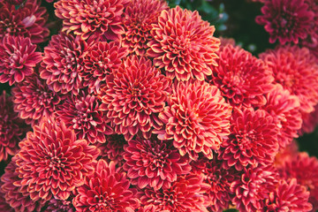 Chrysanthemum flowers  as a beautiful autumn background. Fall theme concept backdrop