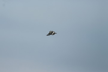 A pied Kingfisher in Tanzania
