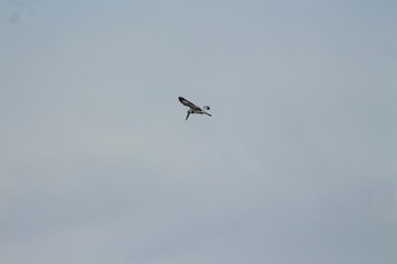 A pied Kingfisher in Tanzania