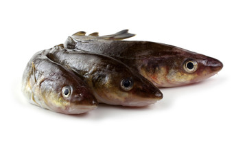 Saffron cod