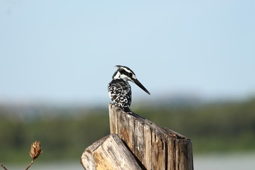 A pied Kingfisher in Tanzania