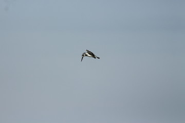 A pied Kingfisher in Tanzania